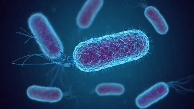 Fig. Bactérica "Escherichia coli"